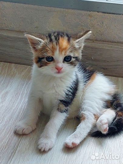 Котята в добрые руки бесплатно