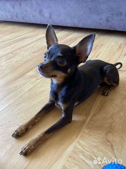 Той-терьер вязка