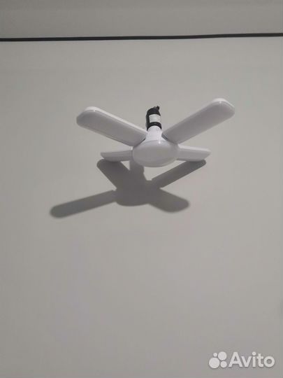 Лимон и кумкват скрещенный