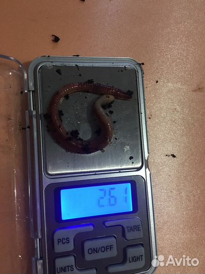 Червь дендробена для рыбалки