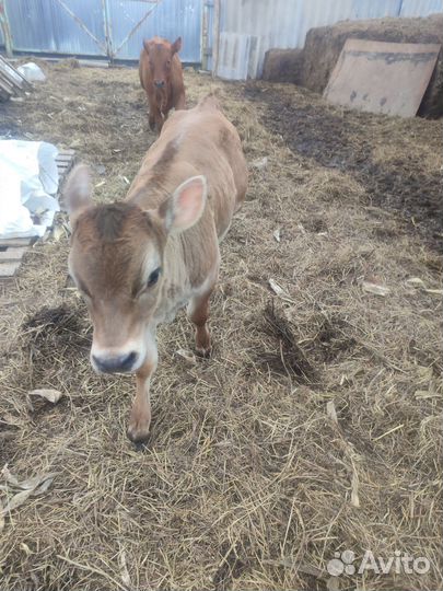 Телочка 2 месяца