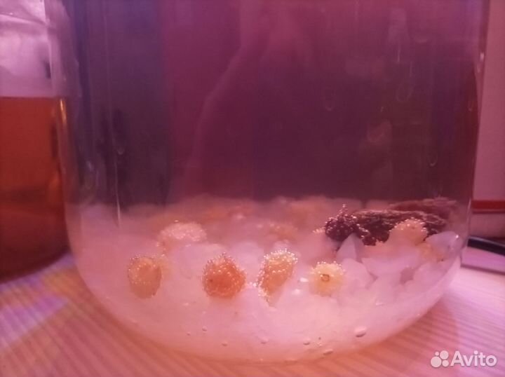 Индийский морской рис