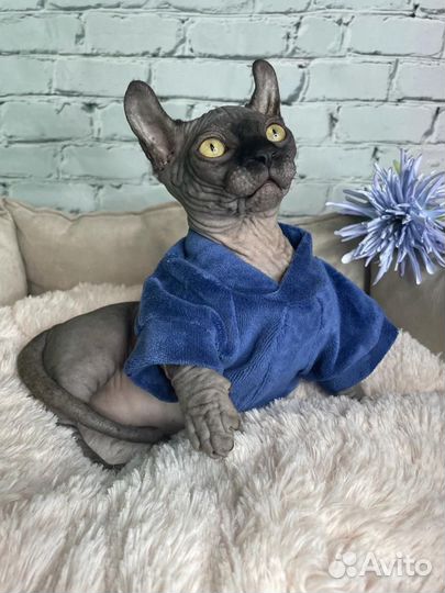 Канадский сфинкс