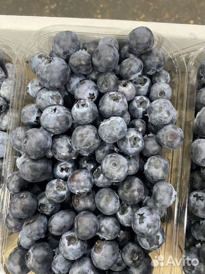 Голубика Сладкая