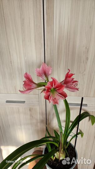 Гиппеаструм Ретикулактум