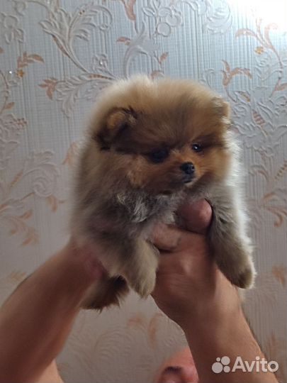 Мини девочка померанского шпица