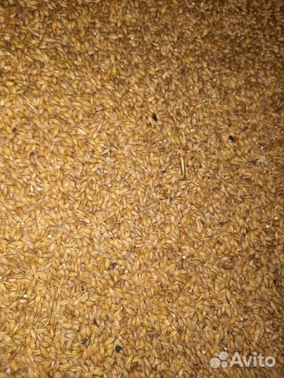 Пшеница, ячмень, овес с горохом, солома