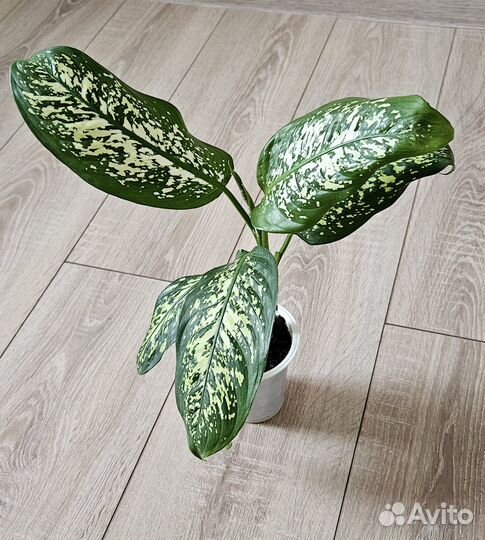 Диффенбахия