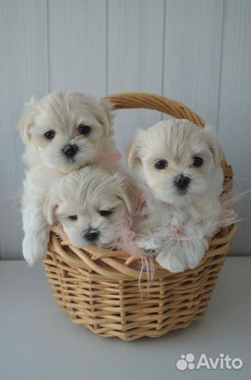 Щенки мальтезе мини