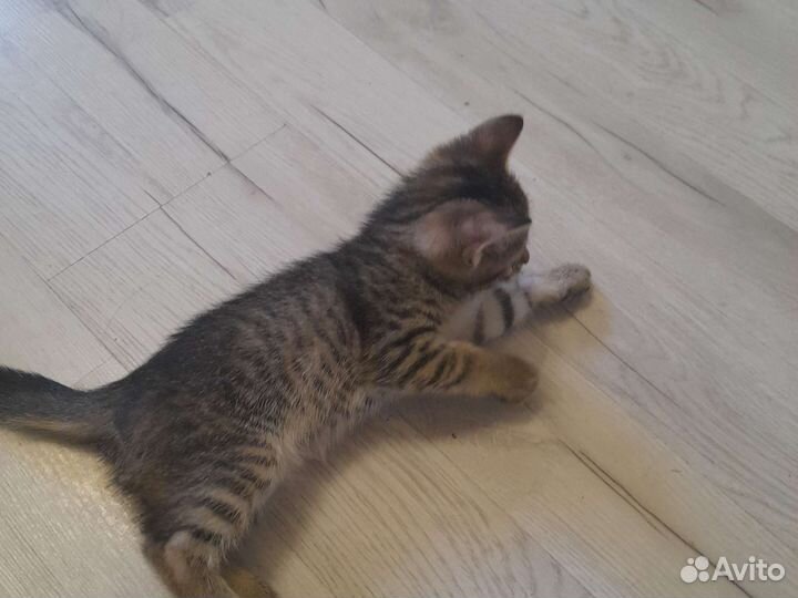 Кошки в добрые руки бесплатно