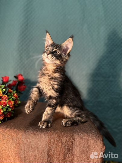 Мейн-кун котенок