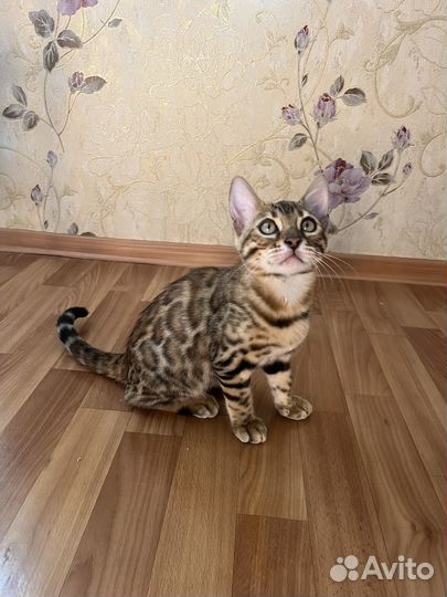 Бенгальские котята
