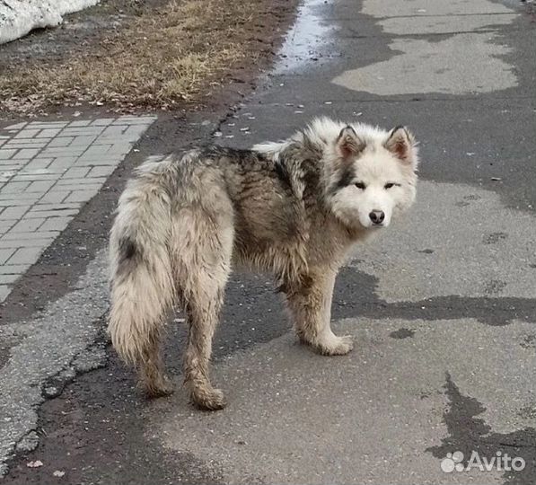 Хаски помесь Нюша