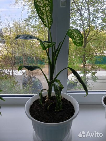 Комнатные цветы