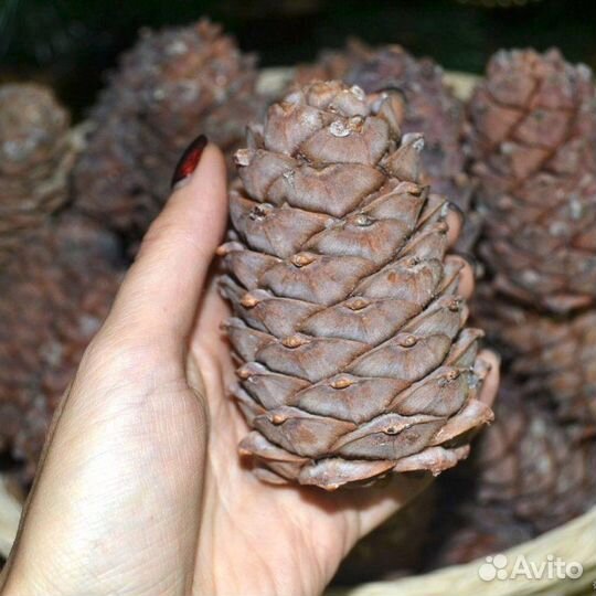 Шишки кедра и Орех кедровый