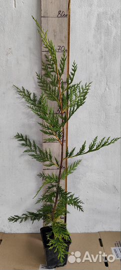 Быстрорастущие хвойные