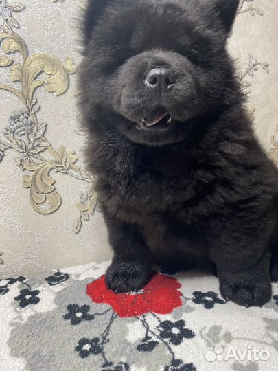 Щенки чау -чау