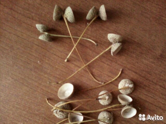 Крышки,Шапки желудей, шишки, ракушки, хризантема