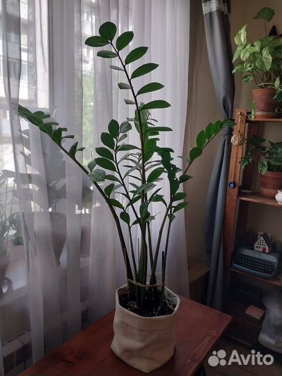 Замиокулькас