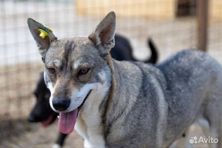 Собака в добрые руки