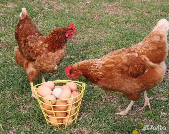 Куры несушки