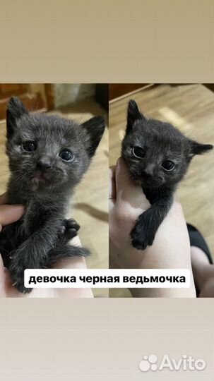 Котята в добрые руки бесплатно