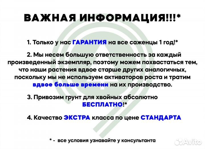 Сосна крупномер из питомника