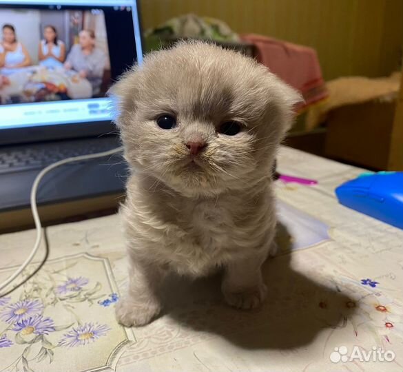 Британская вислоухая