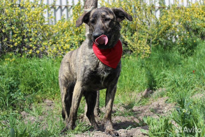 Тигра в поисках дома