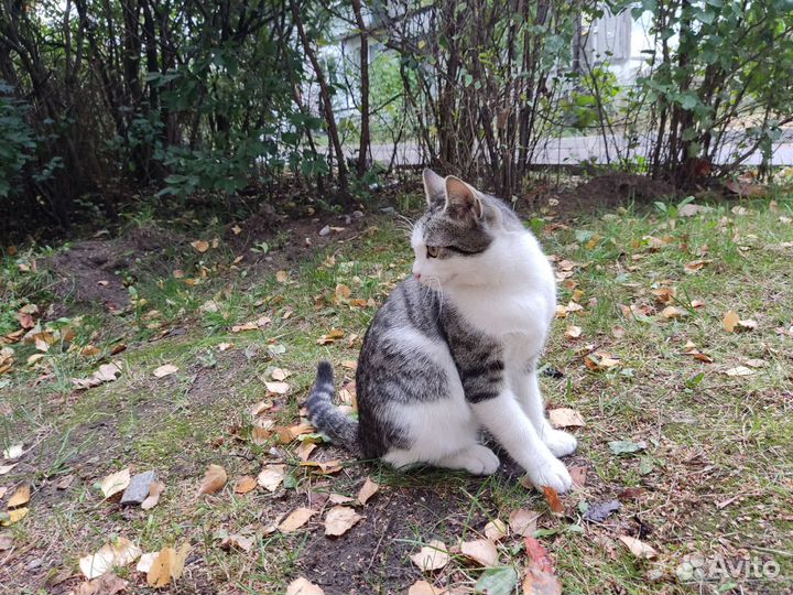 Европейская кошка