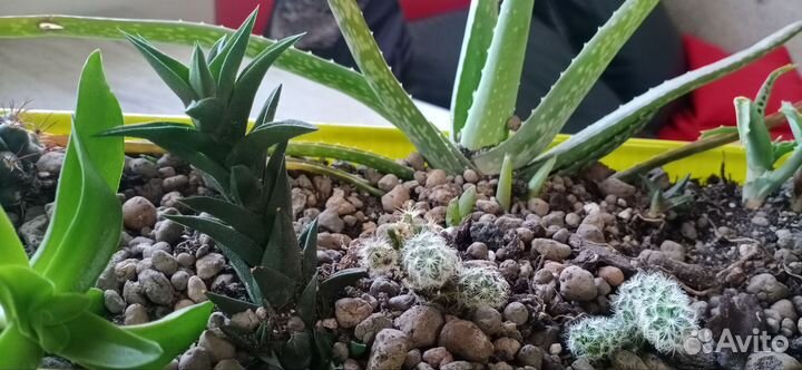 Ящик с суккулентами