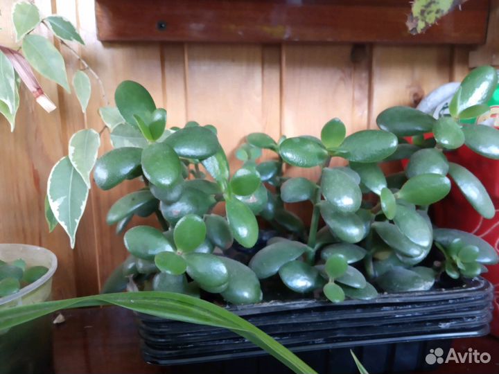 Денежное дерево (красула)