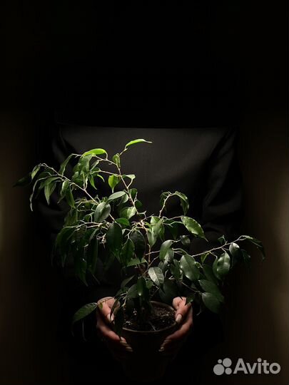 Фикус Бенджамина