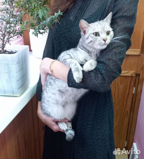 Кошки в добрые руки бесплатно