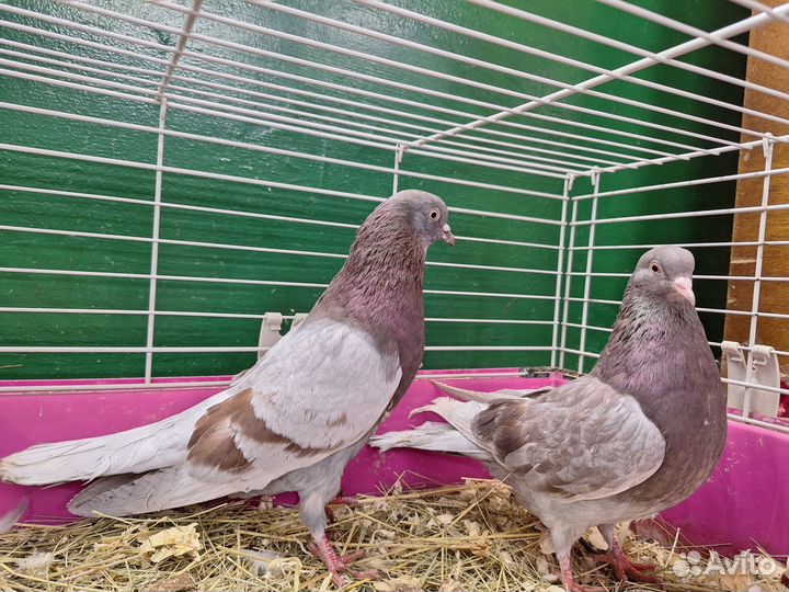 Голуби бойные