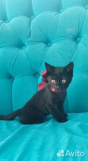 Котенок бесплатно