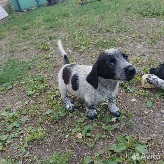 Щенки курц хаара