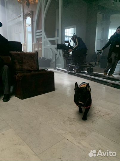 Ищем невесту ) французский бульдог, вязка