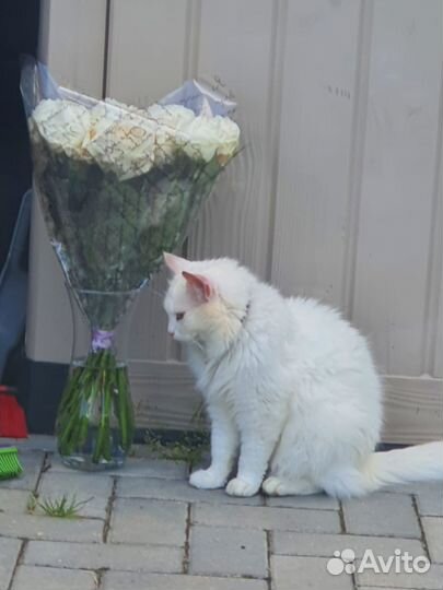 Кошечка в добрые руки