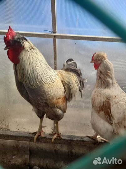 Яйцо на инкубацию