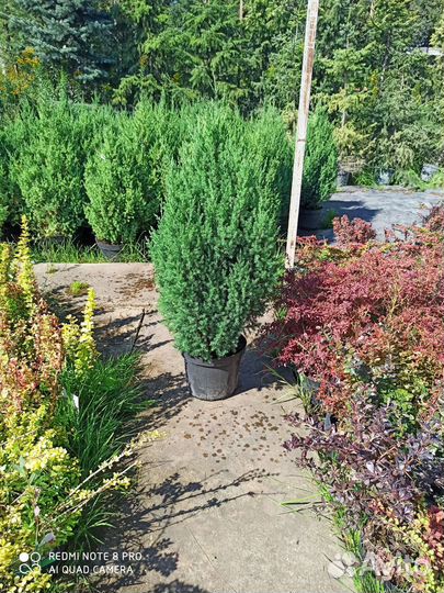 Можжевельник китайский стрикта