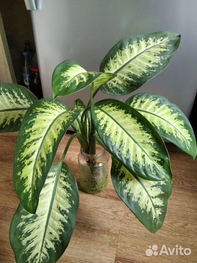 Диффенбахия