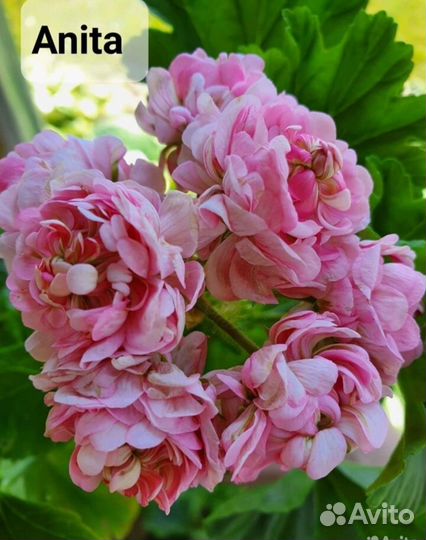 Пеларгония герань розебудная Anita. Бронь