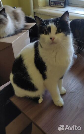 Молодая стерилизованная кошка