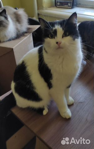 Молодая стерилизованная кошка