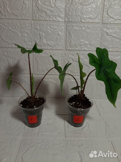 Домашние растения