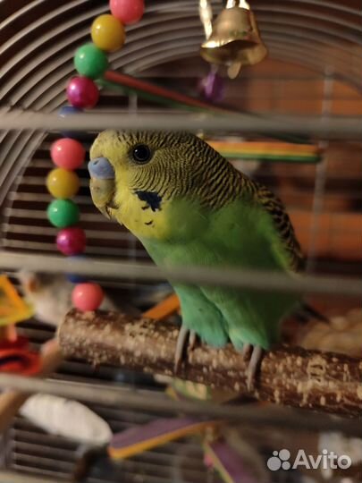 Волнистый попугай с клеткой