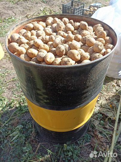 Продам картофель мелкий