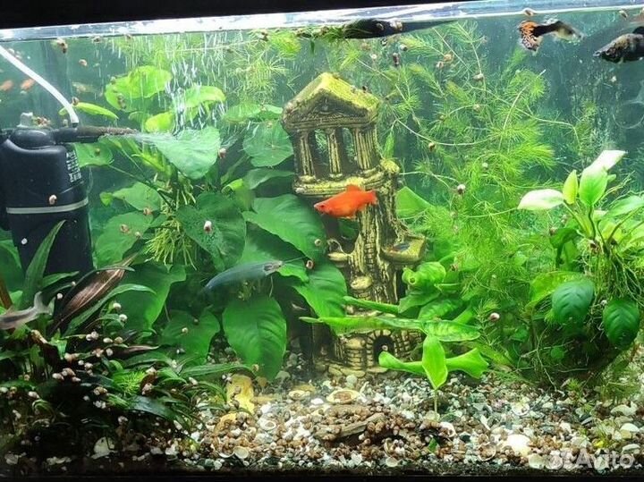Аквариума