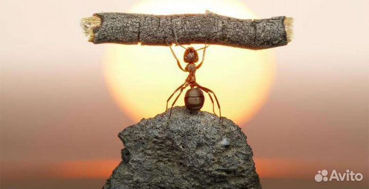 Ремонт бытовой техники